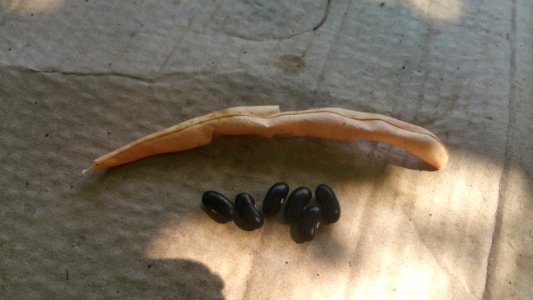 Black Valentine bush bean