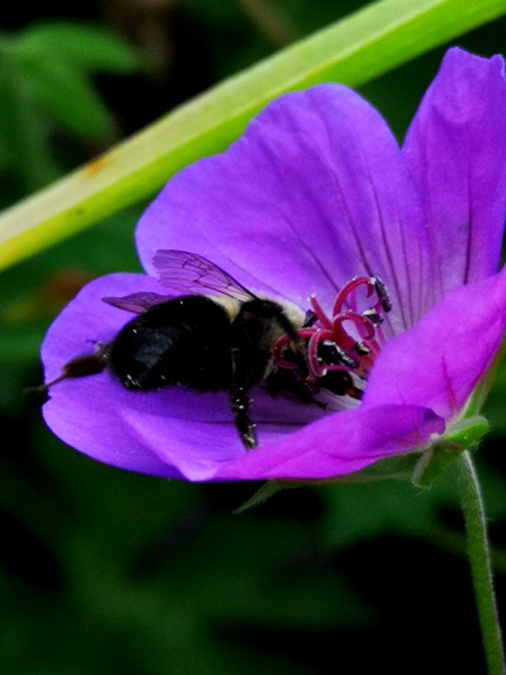 Bumblebee visiting cranesbill (Geranium Azure Rush)