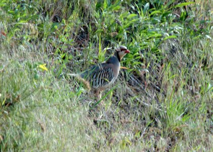 45 chukar wenaha yuskavitch odfw.jpg