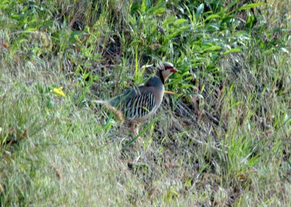 45 chukar wenaha yuskavitch odfw.jpg photo