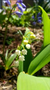 Lily of the valley and bluebells