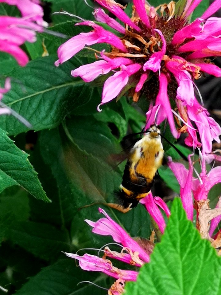 Snowberry clearwing moth (Hemaris diffinis) visiting bee balm (Monarda didyma 'Balmy Pink')