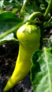 Sweet banana pepper
