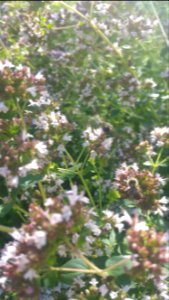 Greek oregano