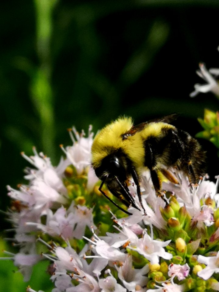 Bumblebee (Bombus sp.) visiting oregano (Origanum vulgare) flowers