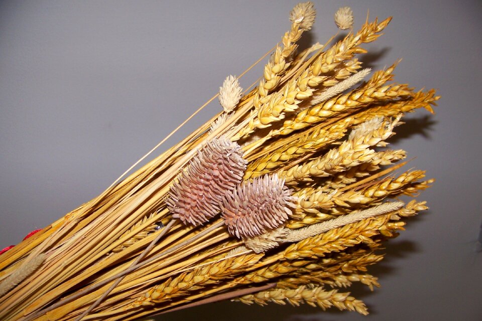 Wheat summer nature