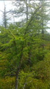 larch and leatherleaf