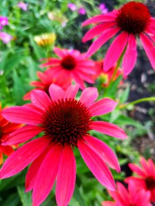 Coneflower (Echinacea 'Cheyenne Spirit')