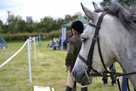 Outdoor white horse head