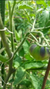Black Beauty tomato has thick stems