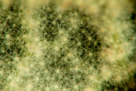 Leatherleaf Viburnum closeup