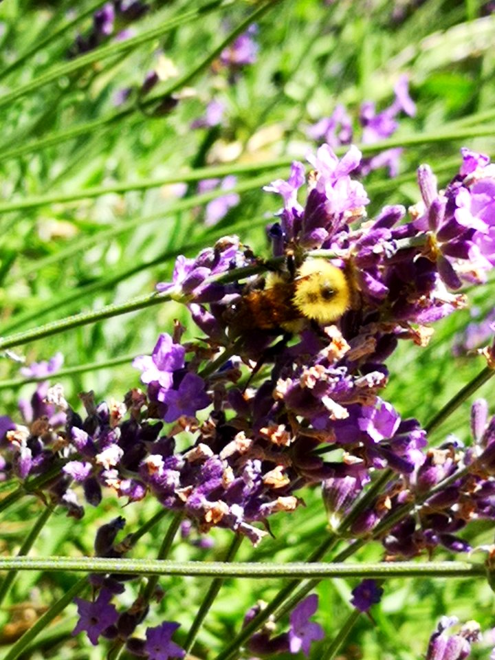 Lavender (Lavandula) flowers with bumblebee visiting