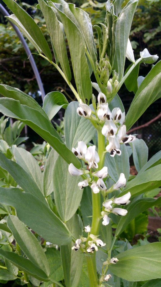 Fava bean flowers