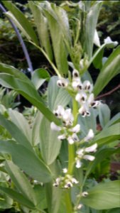 Fava bean flowers