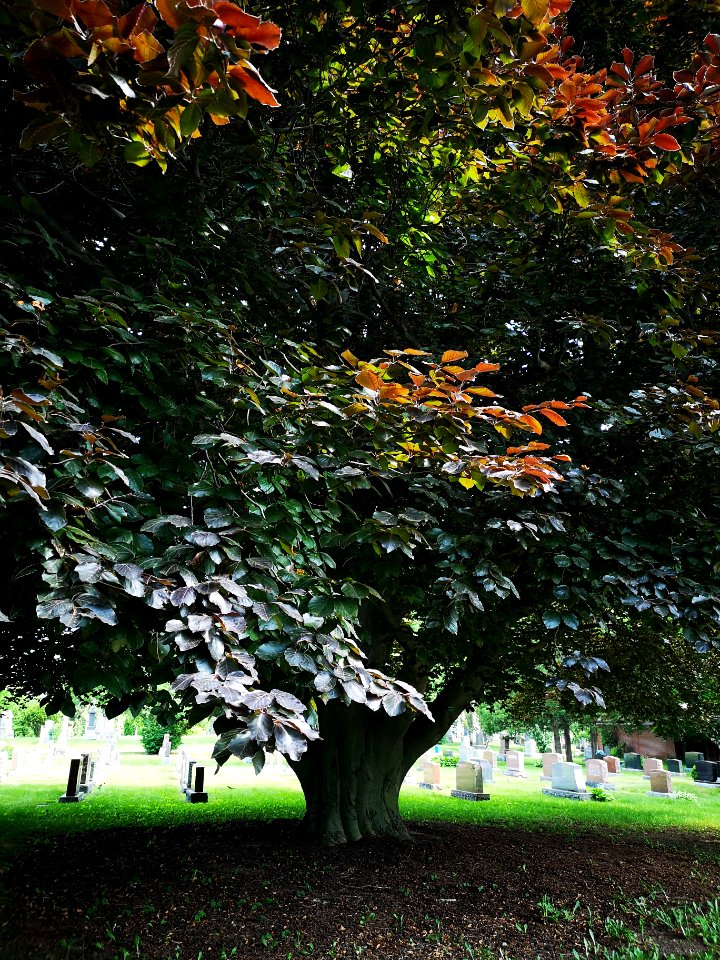 European beech (Fagus sylvatica)