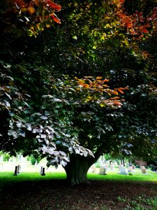 European beech (Fagus sylvatica)