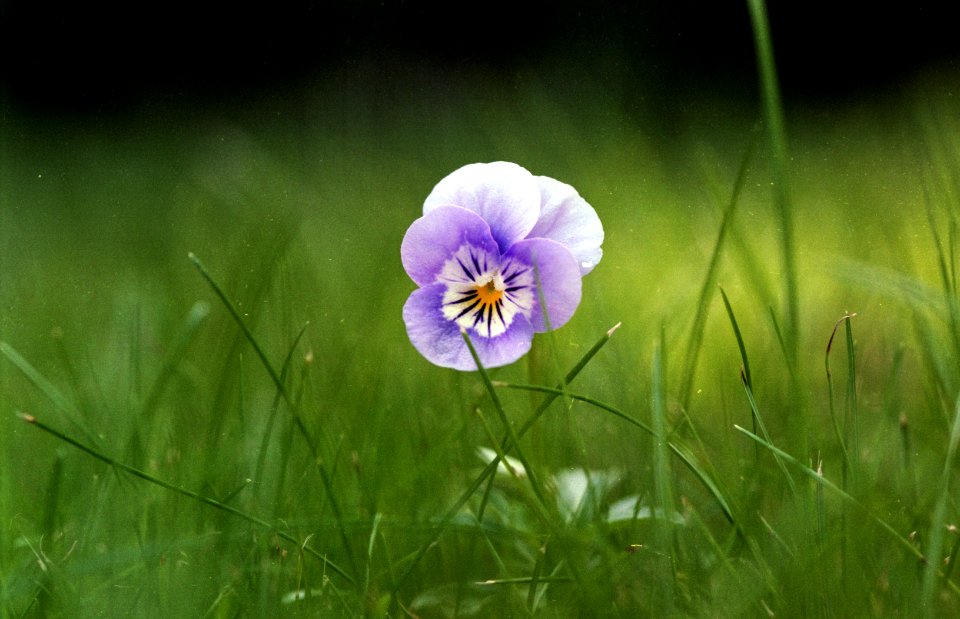 viola