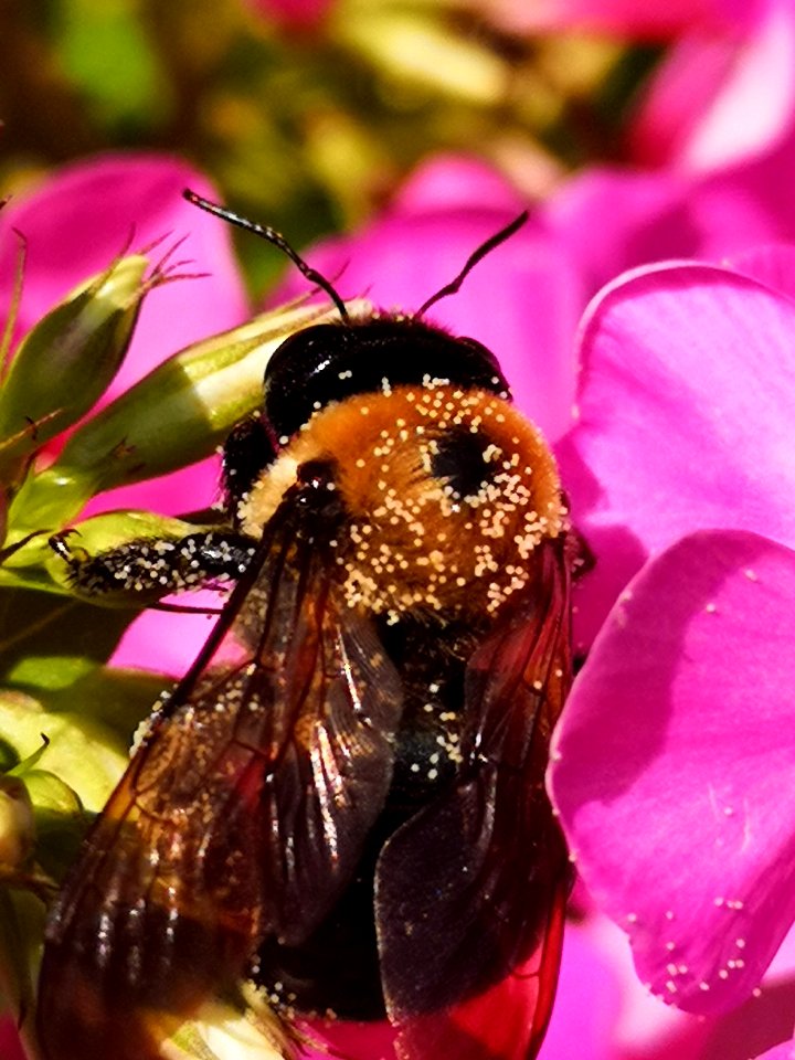 Carpenter bee Xylocopa visiting Phlox paniculata