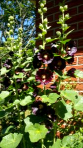 Self-seeded hollyhocks