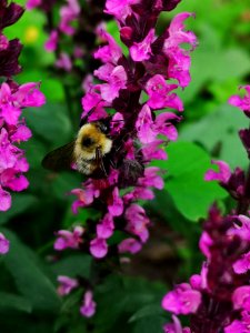 Bee on pink woodland sage (Salvia nemorosa 'New Dimension Rose')