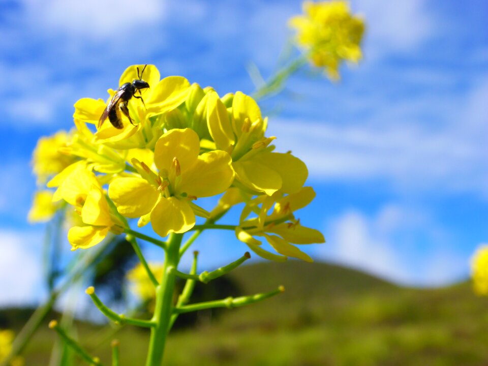 Pollination insect blue bee