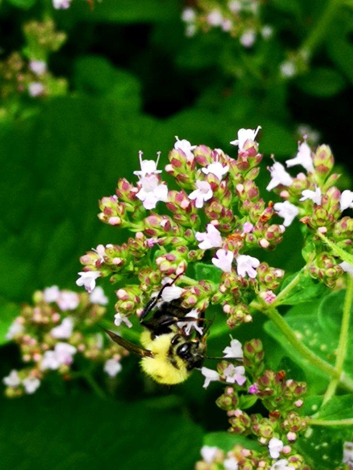 Bumblebee (Bombus sp.) visiting oregano (Origanum vulgare) flowers
