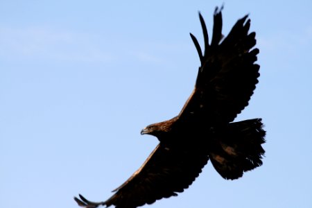 golden eagle baker co myatt odfw