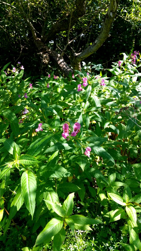 Himalayan balsam