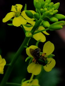 Striped sweat bee (Agapostemon sp.) visiting mustard (Brassica juncea 'Osaka Purple') flowers