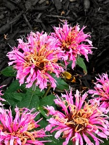 Hemaris diffinis, the snowberry clearwing moth, visiting bee balm Monarda didyma Balmy Pink