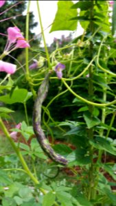 Swiss Landfrauen beans climbing through cleome
