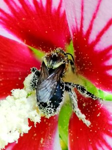 Bee visiting rose of Sharon Hibiscus syriacus covered in pollen