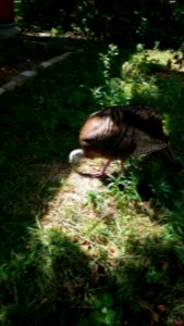 Wild turkey
