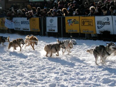 Team canines competition photo