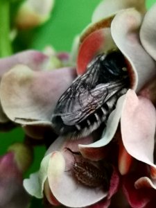 Native bee visiting hopniss (Apios americana)