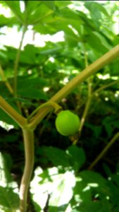 Mayapple