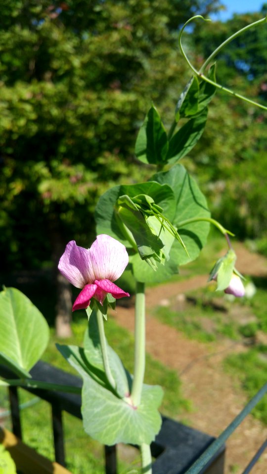 Pea 'Magnolia Blossom' photo