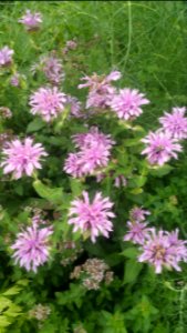 rose scented bee balm photo