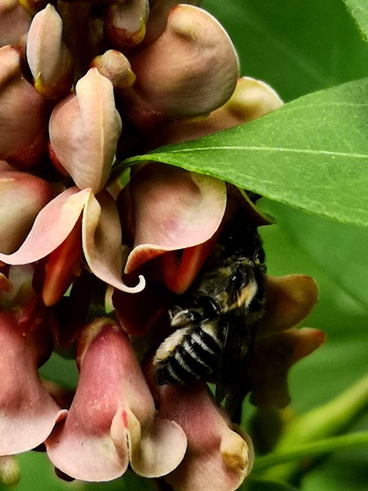 Leafcutter bee visiting hopniss Apios americana
