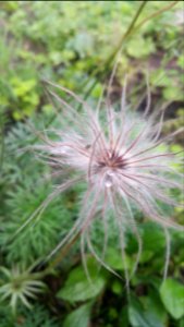 Pulsatilla vulgaris