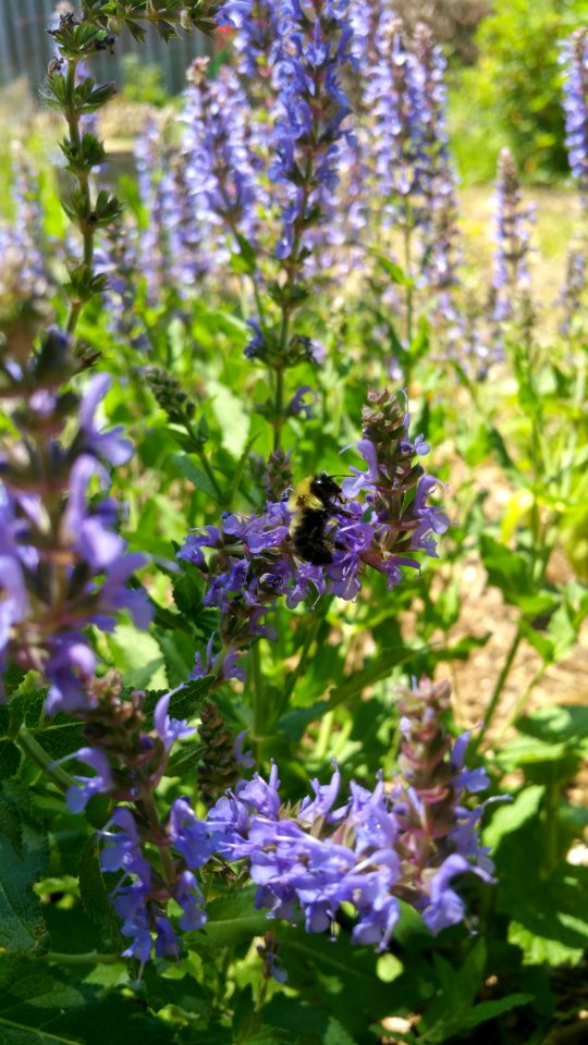 Bumblebee in sage (Salvia nemerosa)