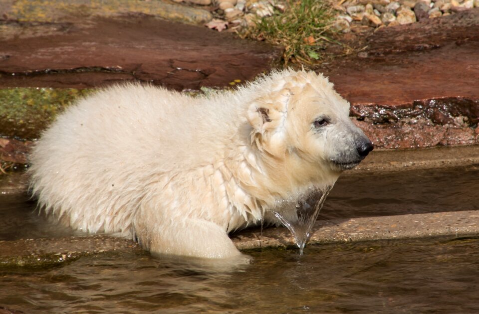 Charlotte polar bear cub tiergarten