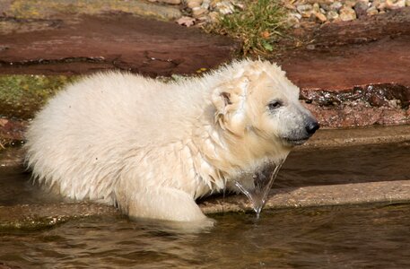 Charlotte polar bear cub tiergarten