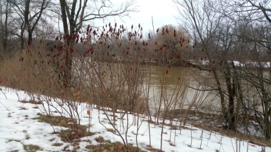 Staghorn sumac (Rhus typhina) in London, ON