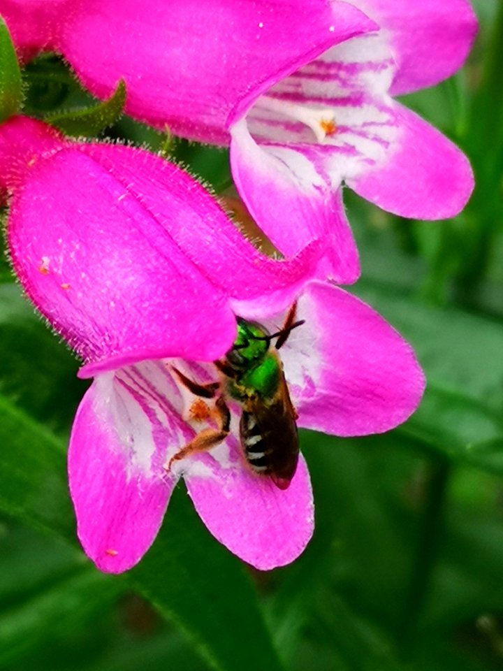 Sweat bee visits beardtongue Penstemon Red Rocks
