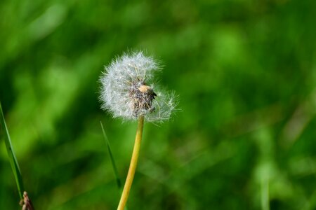 Close up nature dandelion seeds photo