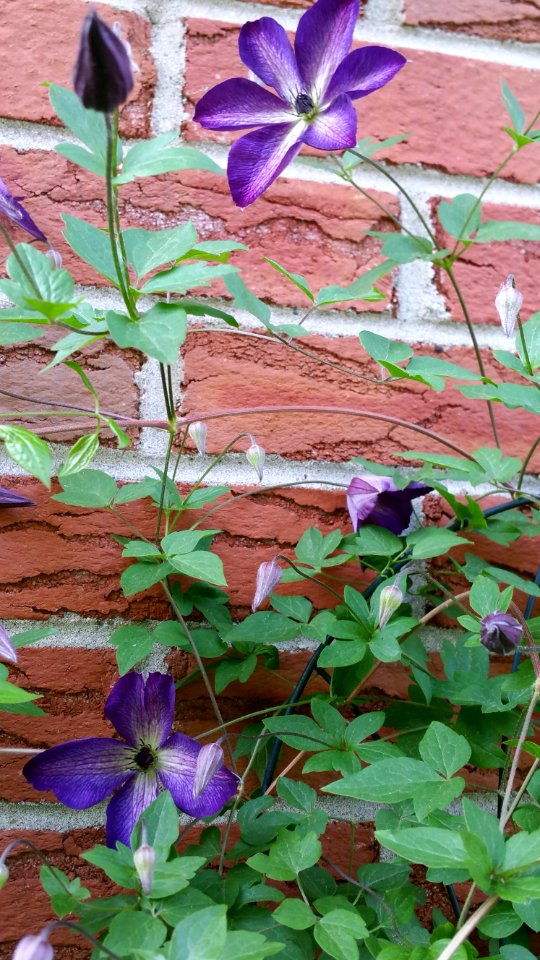 Clematis
