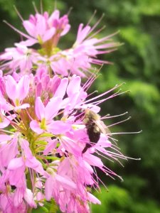 Bee visiting cleome photo