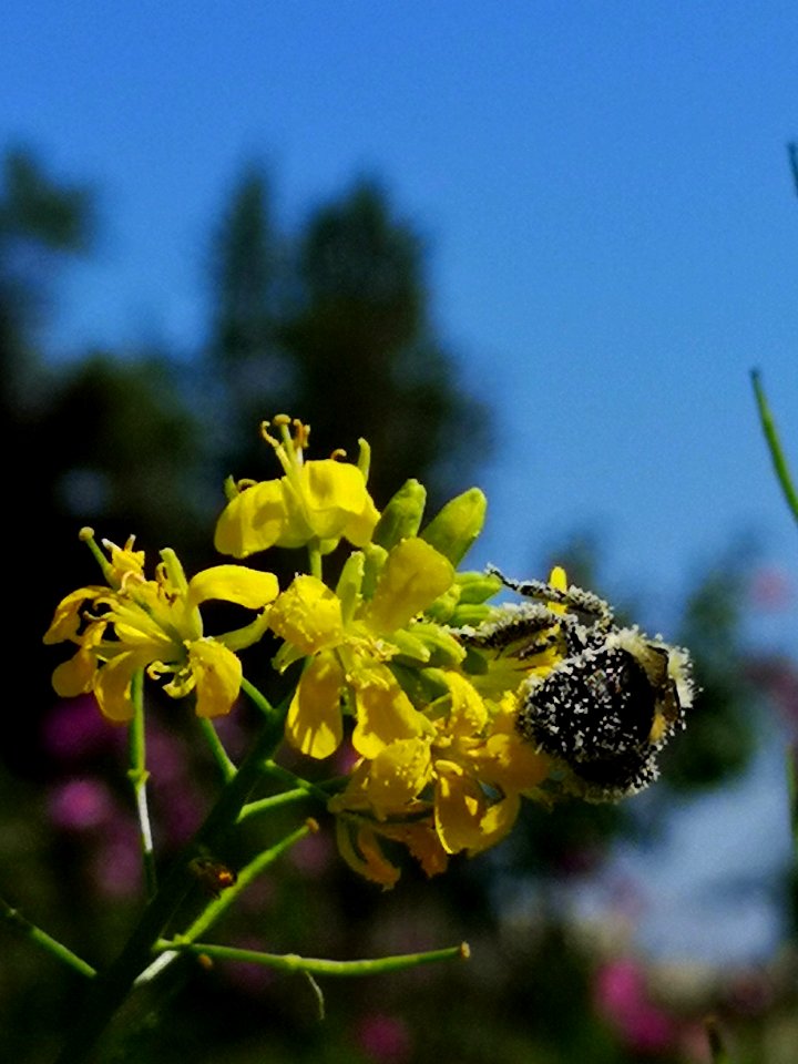 Bee visiting mustard Brassica juncea