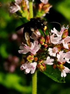 Two-spotted Longhorn bee (Melissodes bimaculatus) visiting oregano flowers (Origanum vulgare)